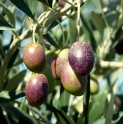 Agricultores andacollinos comercializarán aceite de oliva