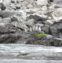 En Día Nacional del Medio Ambiente se podrán visitar gratuitamente áreas protegidas de la Región de Coquimbo