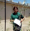 Mil familias andacollinas reciben un olivo para plantar en sus casas