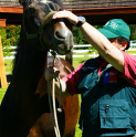 SAG llama a tomar resguardos ante influenza equina