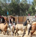 Club de Huasos afina los detalles de la XV versión de la “Trilla a Yegua Suelta”