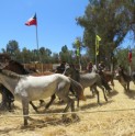 Andacollinos disfrutaron de las tradiciones en la XV Trilla a Yegua Suelta