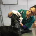 En Andacollo realizarán operativo de chipeo y registro de mascotas