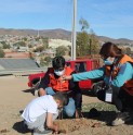 Proyecto de trabajadores de Teck CDA permitió plantar 300 algarrobos en Andacollo