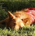 Hasta el próximo lunes se desarrollará la campaña “Abrigando a un perrito abandonado”