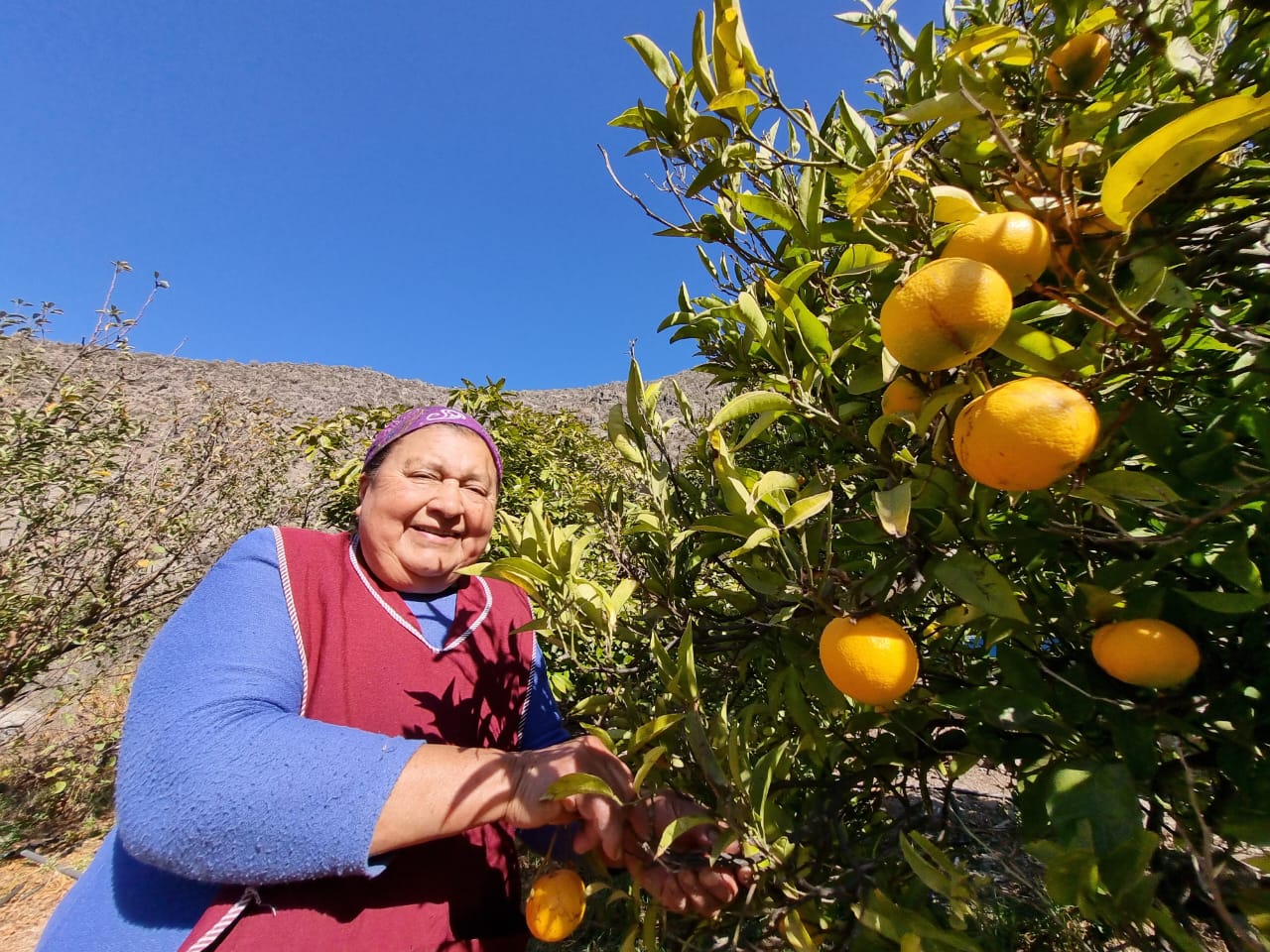 Susana González: el pulmón verde de Andacollo